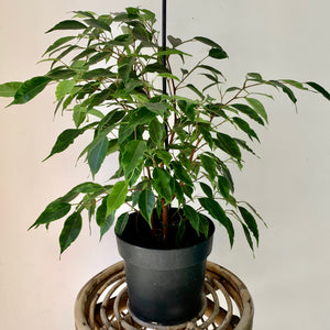 Ficus Benjamina Variegated "Anastasia"  (approx 2 feet tall) 7" pot