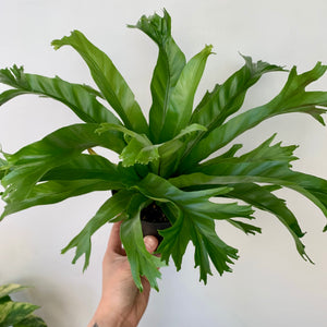 Bird’s Nest Fern 5” Pot