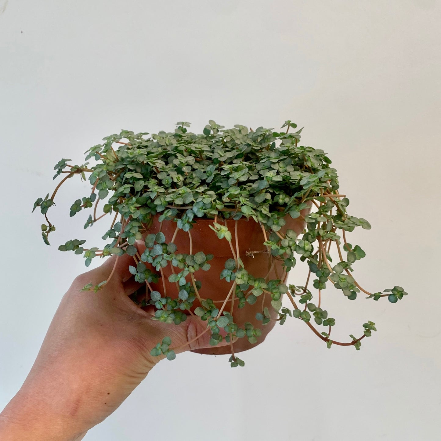 Pilea glauca "Aquamarine" 5”pot