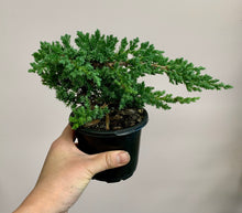 Load image into Gallery viewer, Juniper Bonsai Tree 4” pot
