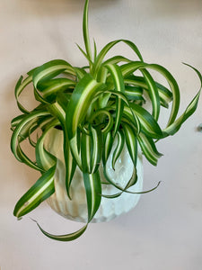 Curly Spider Plant (Chlorophytum Comosum) 3.5"”pot