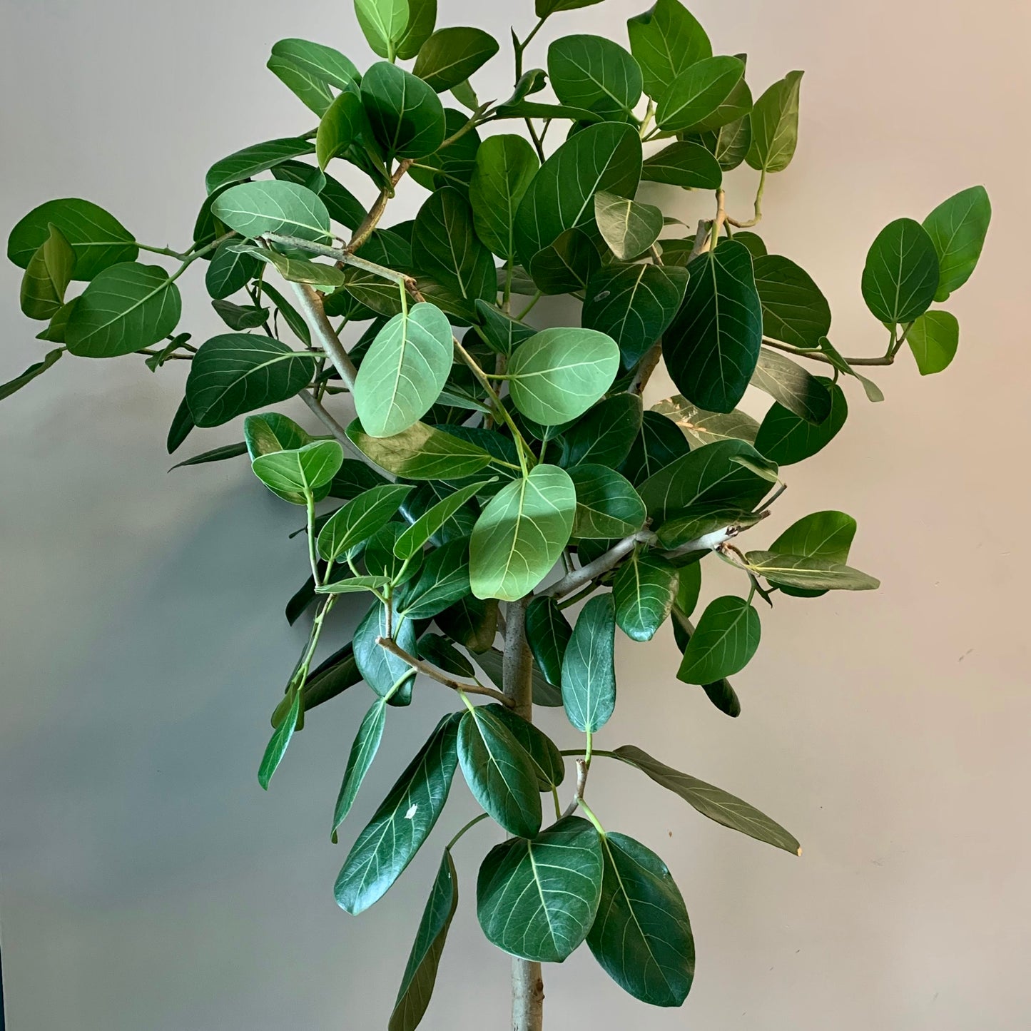 Ficus benghalensis “Audrey” Tree 6ft+ tall in 14” pot