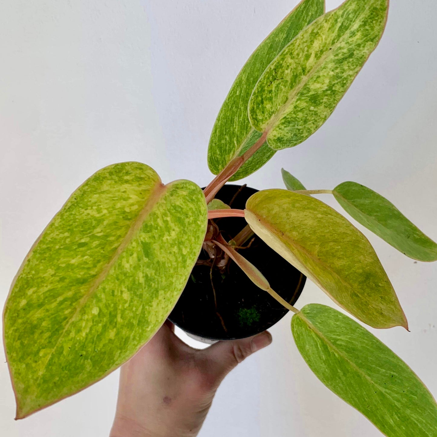 Philodendron "Painted Lady" 3.5”pot