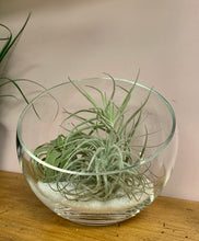 Load image into Gallery viewer, Tilted Terrarium Bowl (available in TWO sizes)

