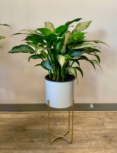 AVA modern plant stand