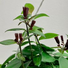 Load image into Gallery viewer, Mona Lisa Lipstick Plant (Aeschynanthus) 8&quot; hanging basket
