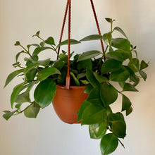 Load image into Gallery viewer, Mona Lisa Lipstick plant 6” hanging basket
