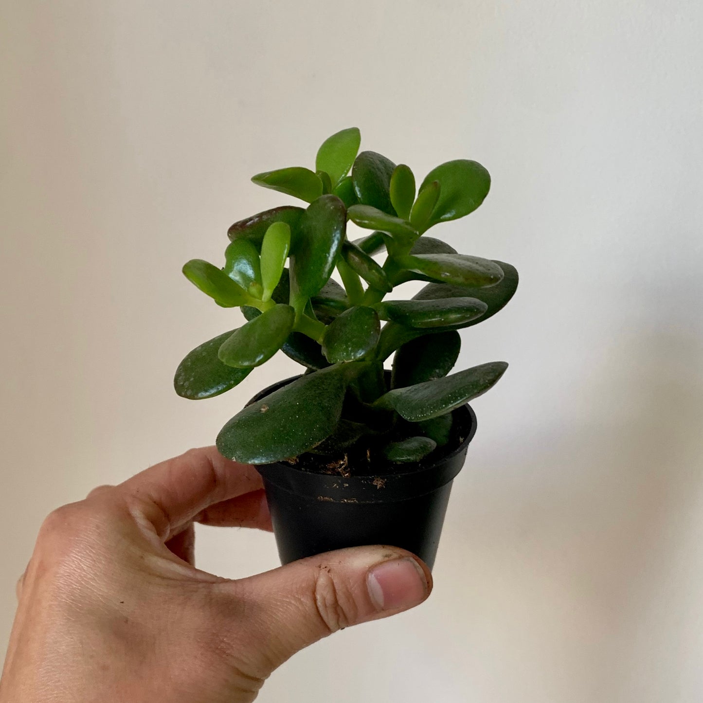 Baby Jade Succulent (Crassula ovata Minima)2.5” pot