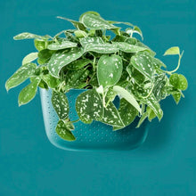 Load image into Gallery viewer, WallyGro Eco Planter (multiple colours available)
