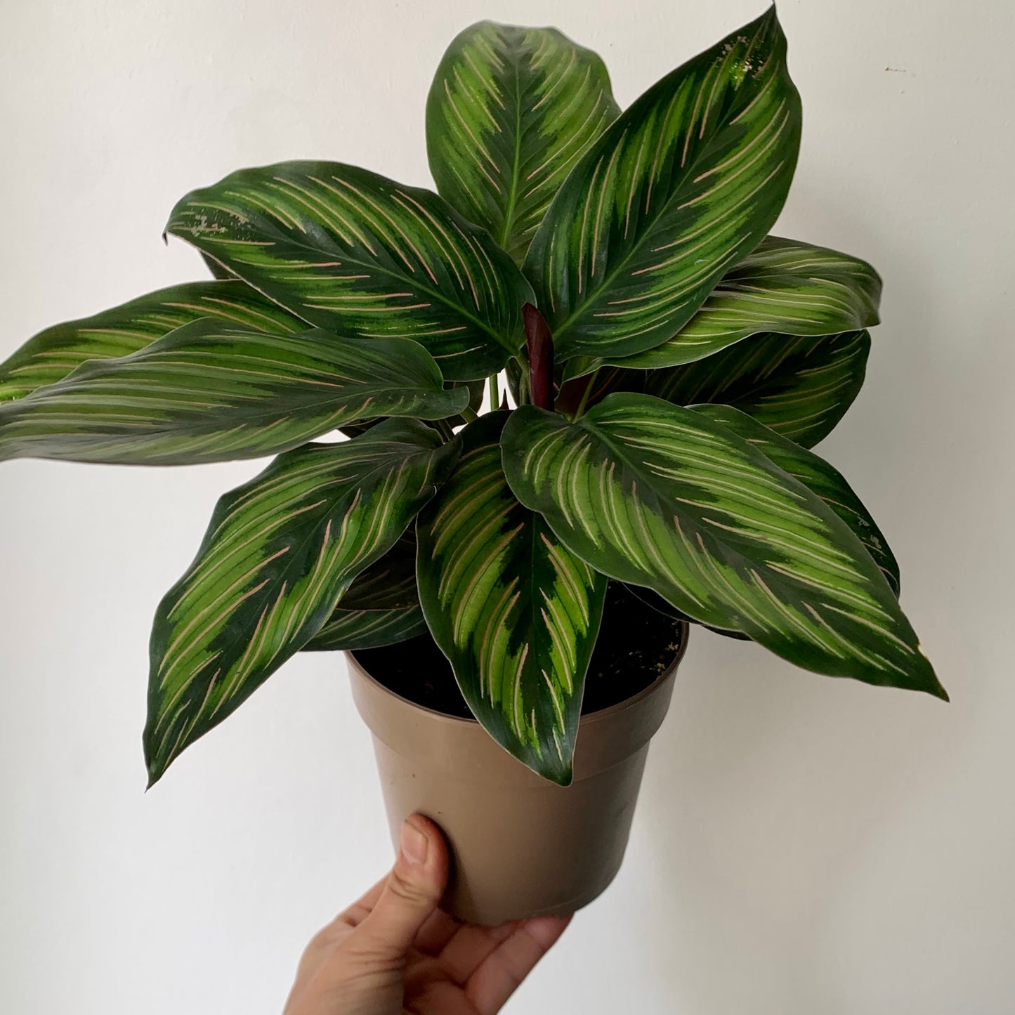 Calathea  “Beauty Star" 6” pot