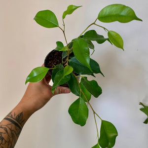 Ficus Benjamina Green 3.5" pot