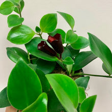 Load image into Gallery viewer, Mona Lisa Lipstick Plant (Aeschynanthus ) 3.5” pot
