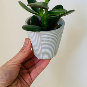 MARCIA small decorative pot 2.5”X2.75”