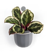 Load image into Gallery viewer, Wally Loop Planter (multiple colours available)

