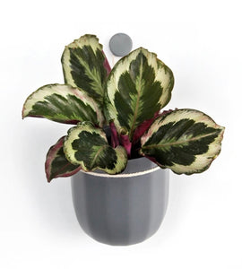 Wally Loop Planter (multiple colours available)