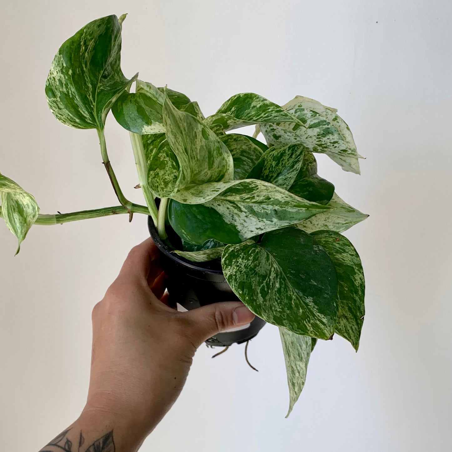 Marble Queen Pothos 4” pot