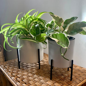 LENNY pot + plant stand (available in two sizes)