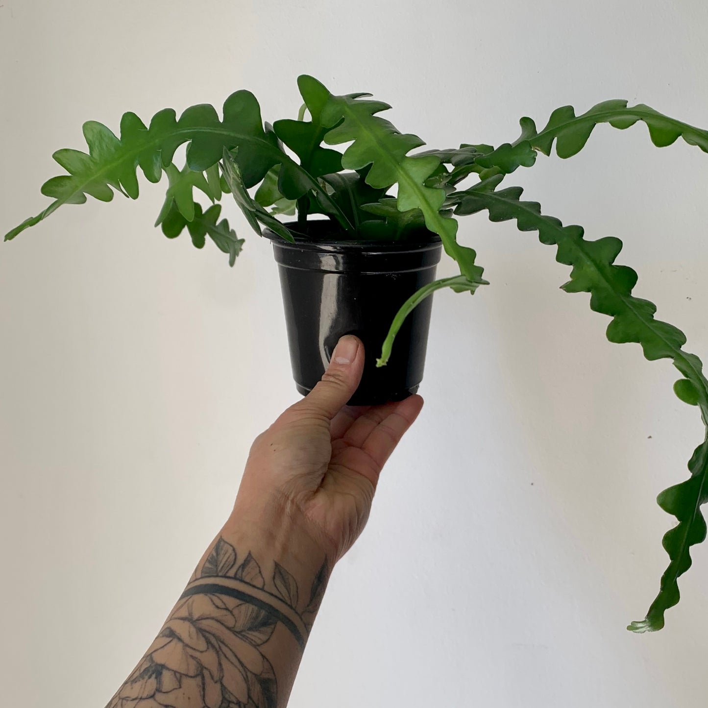 Fishbone Cactus (epiphyllum anguliger) 3.5”Pot