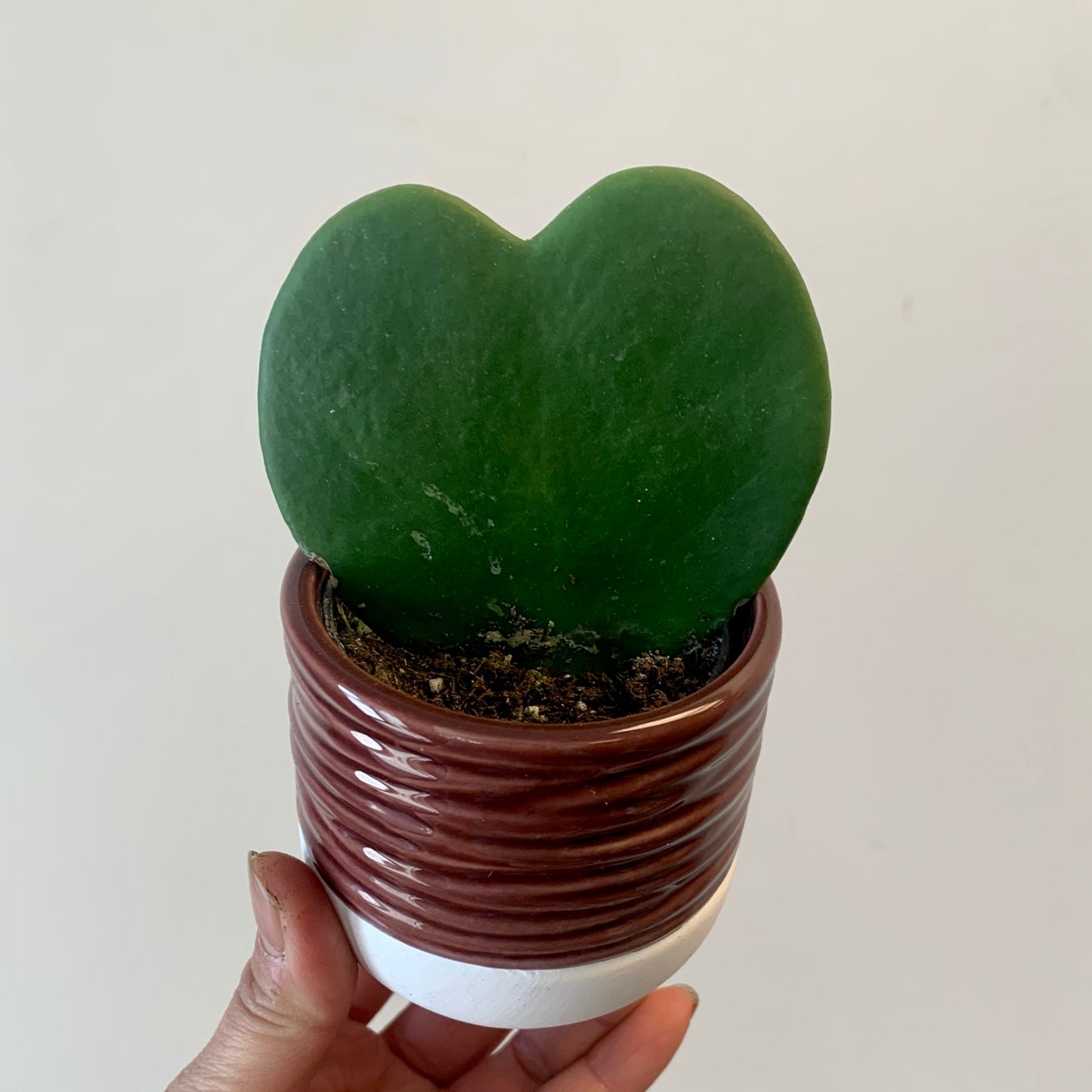 Sweetheart Hoya (Kerrii) 2.5” pot