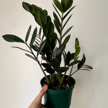Load image into Gallery viewer, Raven ZZ Plant 6&quot; pot
