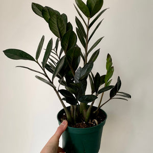 Raven ZZ Plant 6" pot