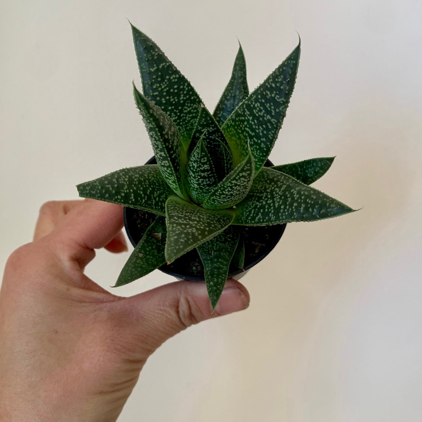 Gasteraloe “Flow” 2.5” pot