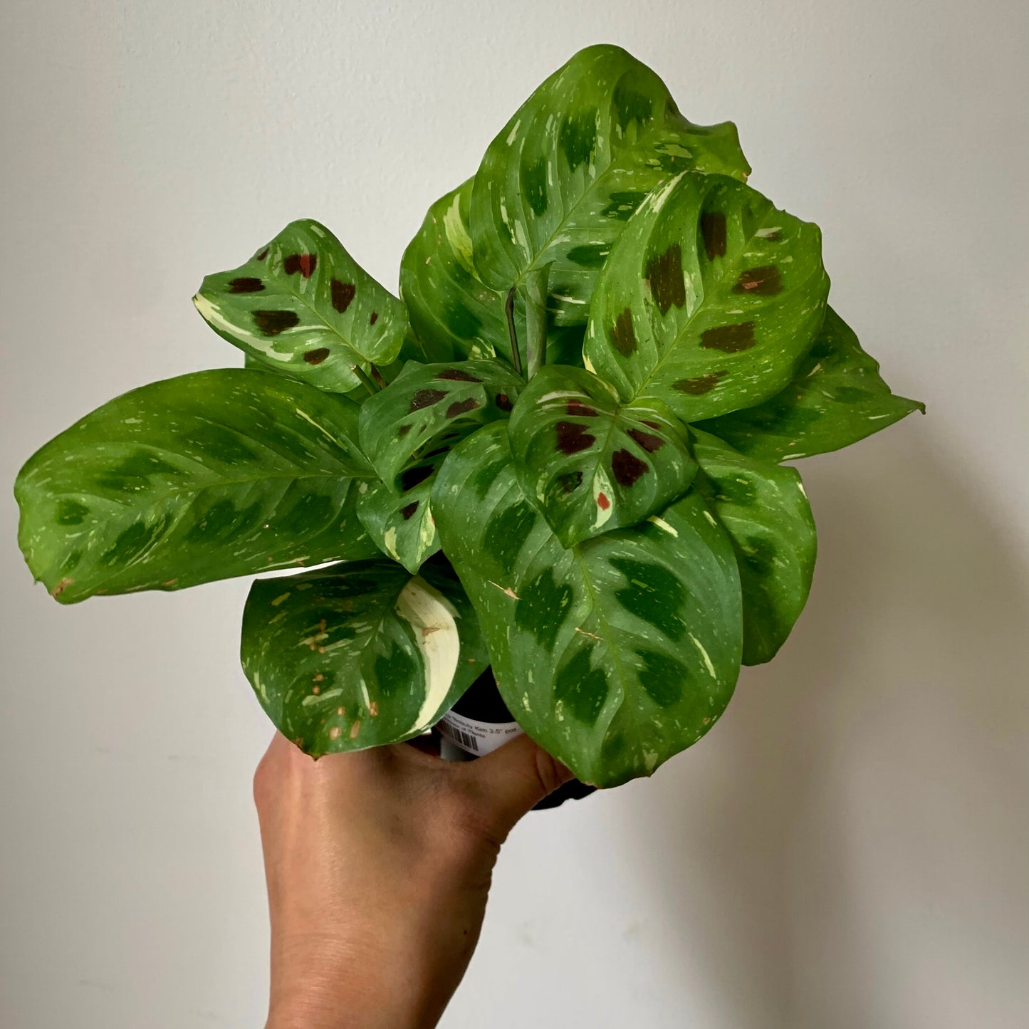 Maranta leuconeura 'Beauty Kim 3.5” pot