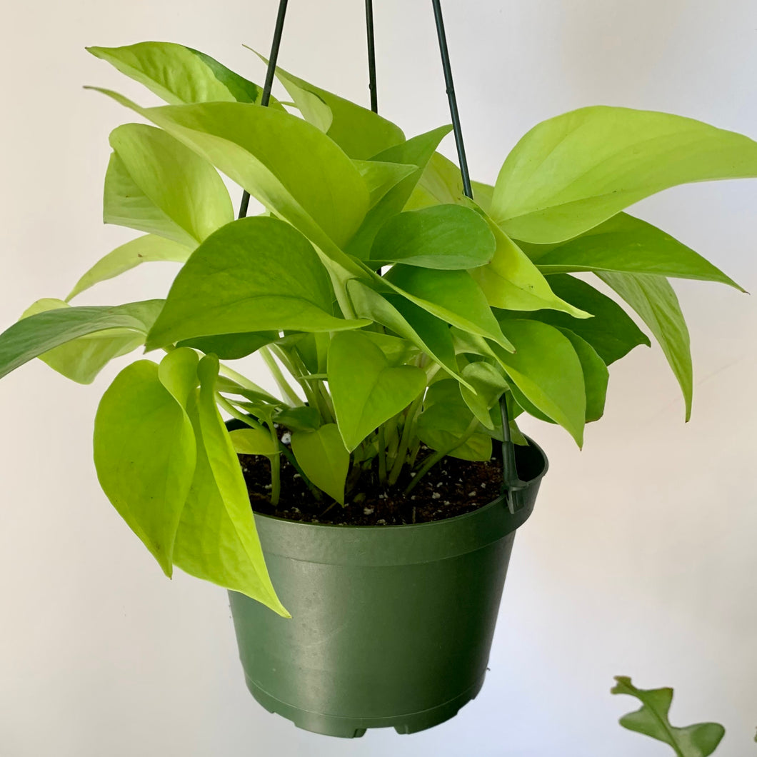 Neon Pothos in 6” hanging basket