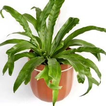 Load image into Gallery viewer, Wally Loop Planter (multiple colours available)
