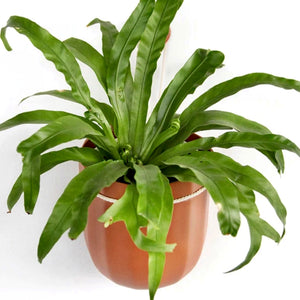 Wally Loop Planter (multiple colours available)