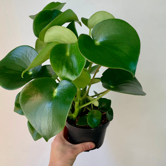 Peperomia “Raindrop” 5” pot