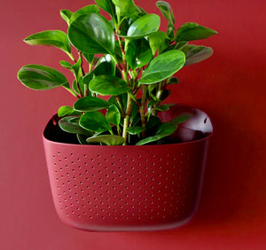 WallyGro Eco Planter (multiple colours available)