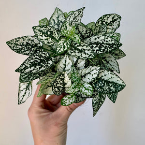 Polka dot plant (Hypoestes phyllostachya) -WHITE 3.5” pot