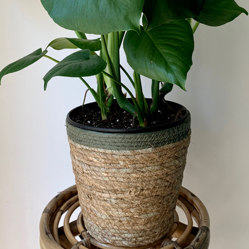 JANIE decorative plant basket (Olive accent)
