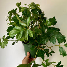 Load image into Gallery viewer, Grape Ivy (Cissus Rhombifolia) 6&quot; pot
