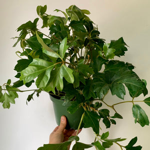 Grape Ivy (Cissus Rhombifolia) 6" pot