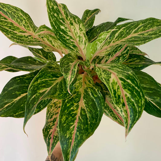 Aglaonema Sparkling Sarah, 6” pot