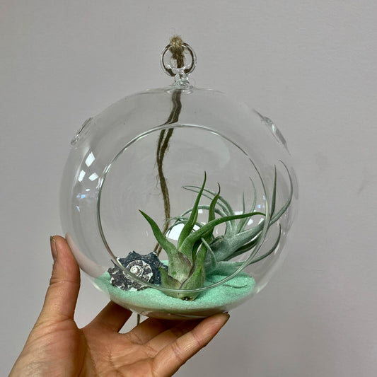 Sphere Glass Terrarium (5.5”X5.5”)