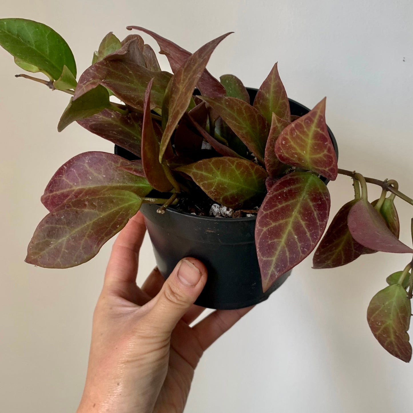 Hoya Sunrise 4”pot