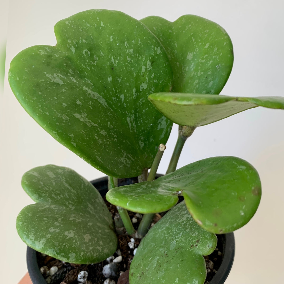 Sweetheart Hoya Vine "Splash" (Kerrii) 5” pot