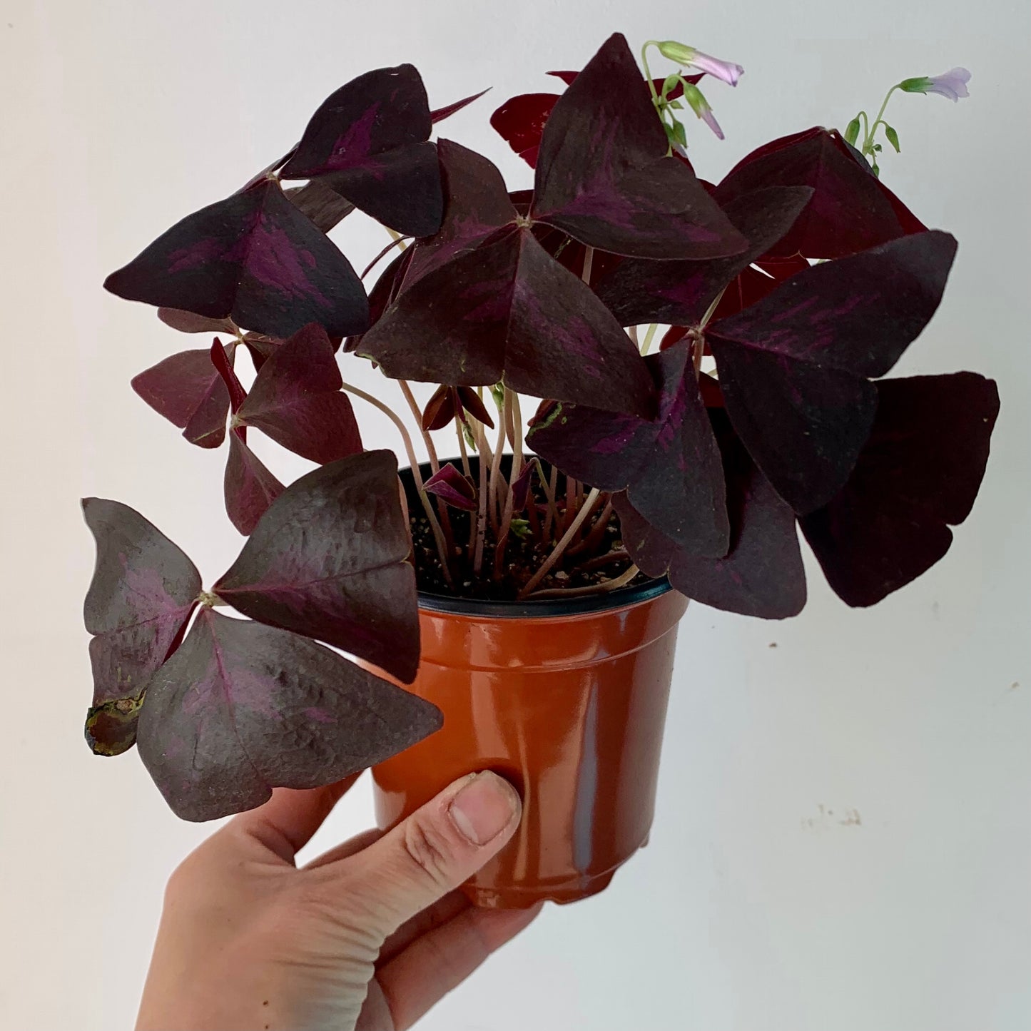 Purple Shamrock Plant (Oxalis triangularis) 4" pot