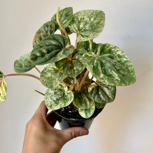 Peperomia Caperata "Pink Lady" 3.5" pot