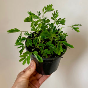 Sensitive Plant (Mimosa Pudica)  4" pot
