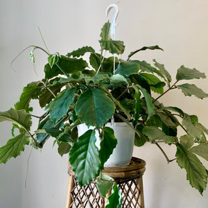 Chestnut Vine (Tetrastigma Voinierianum )10” Hanging Basket