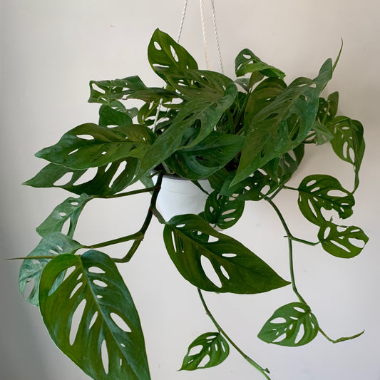 Monstera Adansonii (Narrow Form) 6” hanging basket