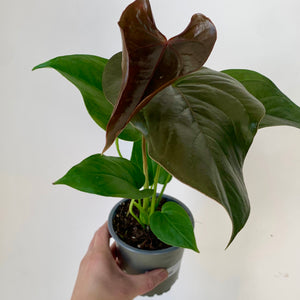 Anthurium "Red Leaf" 4" pot