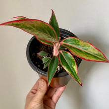 Load image into Gallery viewer, Aglaonema &quot;Siam Aurora” 3.5 pot
