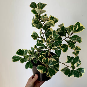 Ficus Triangularis Variegata 6” pot