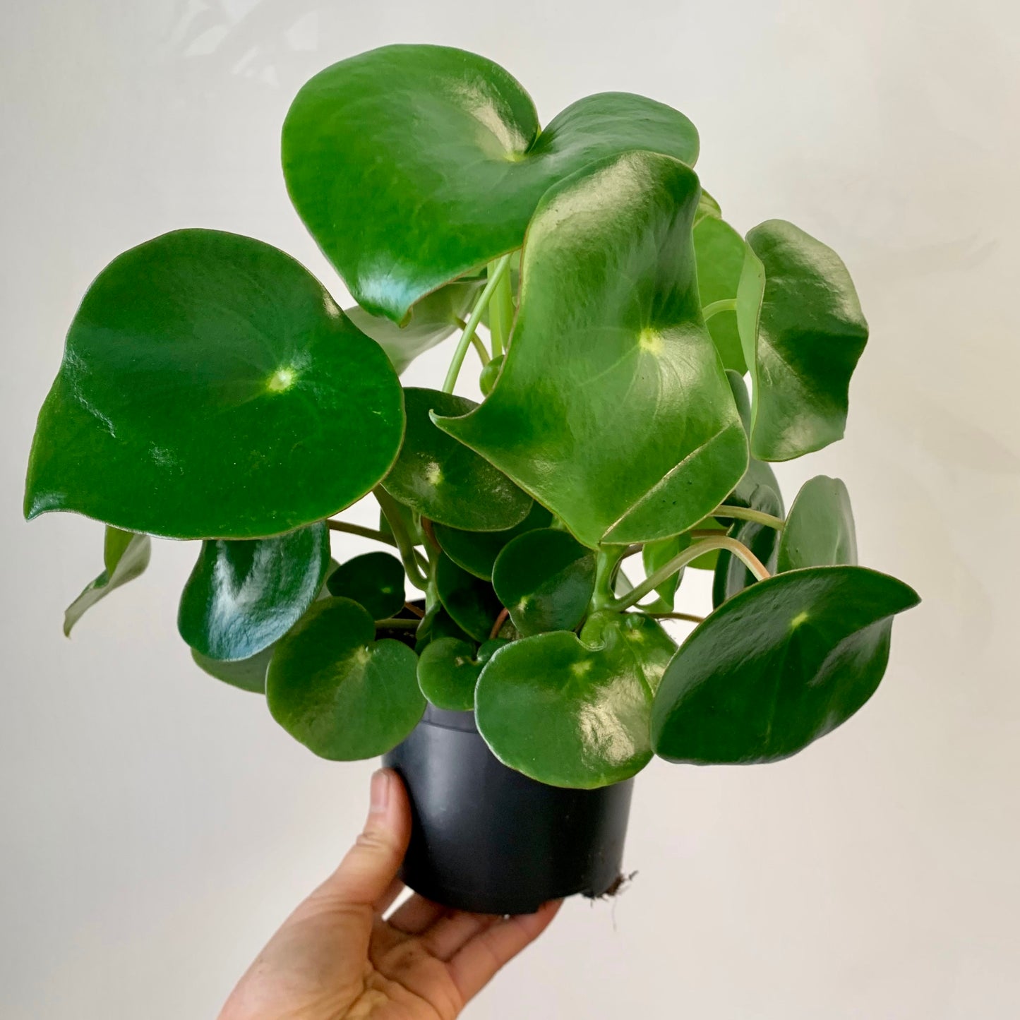 Peperomia “Raindrop” 5” pot