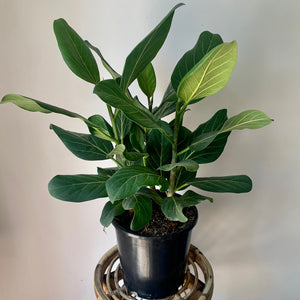 Ficus “Audrey” (approximately 2.5 ft) Bush 10"pot